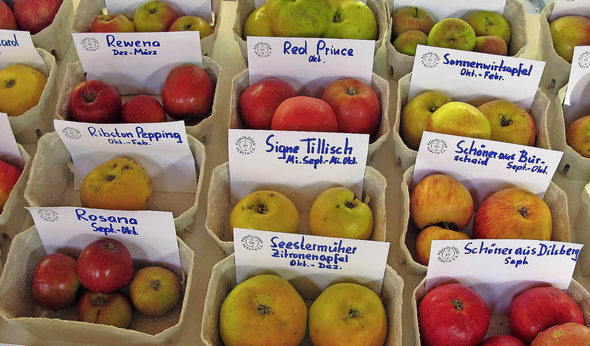 Über 100 alte Apfelsorten dazu auch etliche alte Birnensorten gab es auf der Streuobsttag in Märkt zu sehen. | Foto: Jutta Schütz